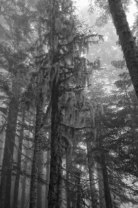 Tree with lichens