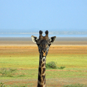 Giraffe portrait